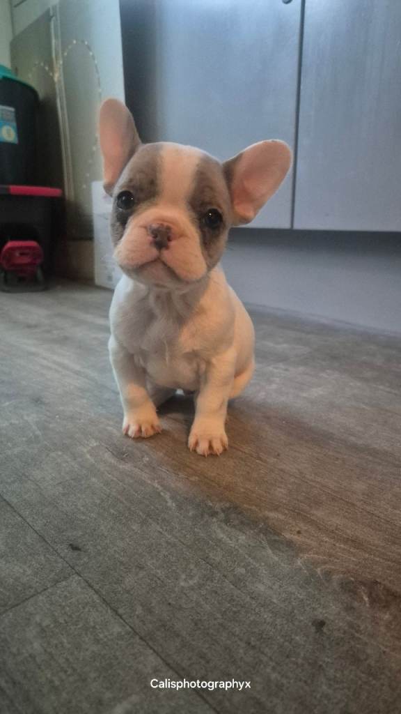 Dwkc frenchies ready Monday