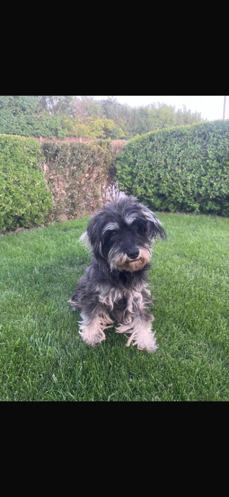 Stormie - Beautiful 6-year old Schnauzer Looking for a loving home 