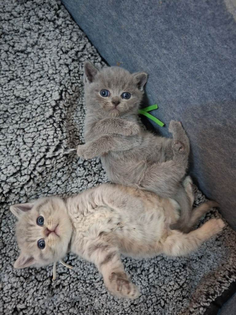 British shorthair cross
