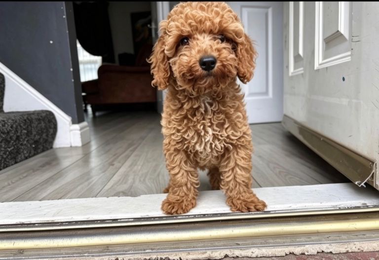 Cockapoo puppie f1b ready to leave 