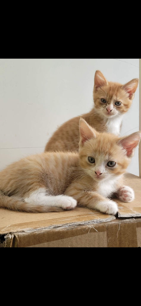 Female & Male Kittens . Ready To Leave