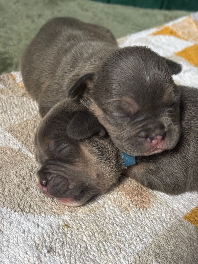 Frenchie x pocket bully 