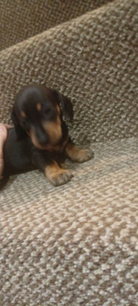 Dauschound puppies