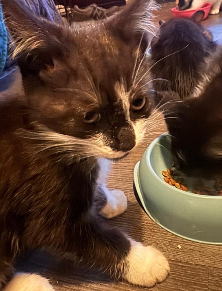 Kittens