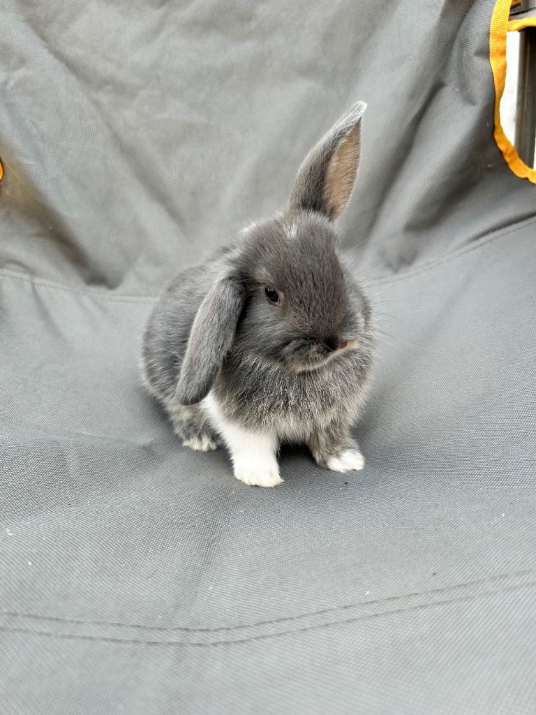 Holland mini lops 