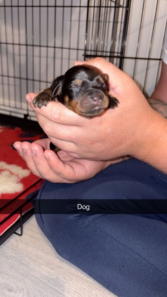 Rottweiler pups for sale 