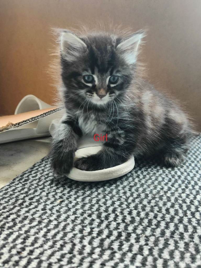 2 kittens 