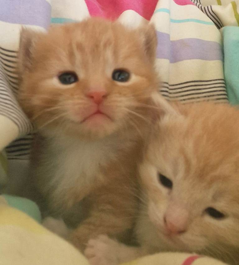 Ginger taby kittens 