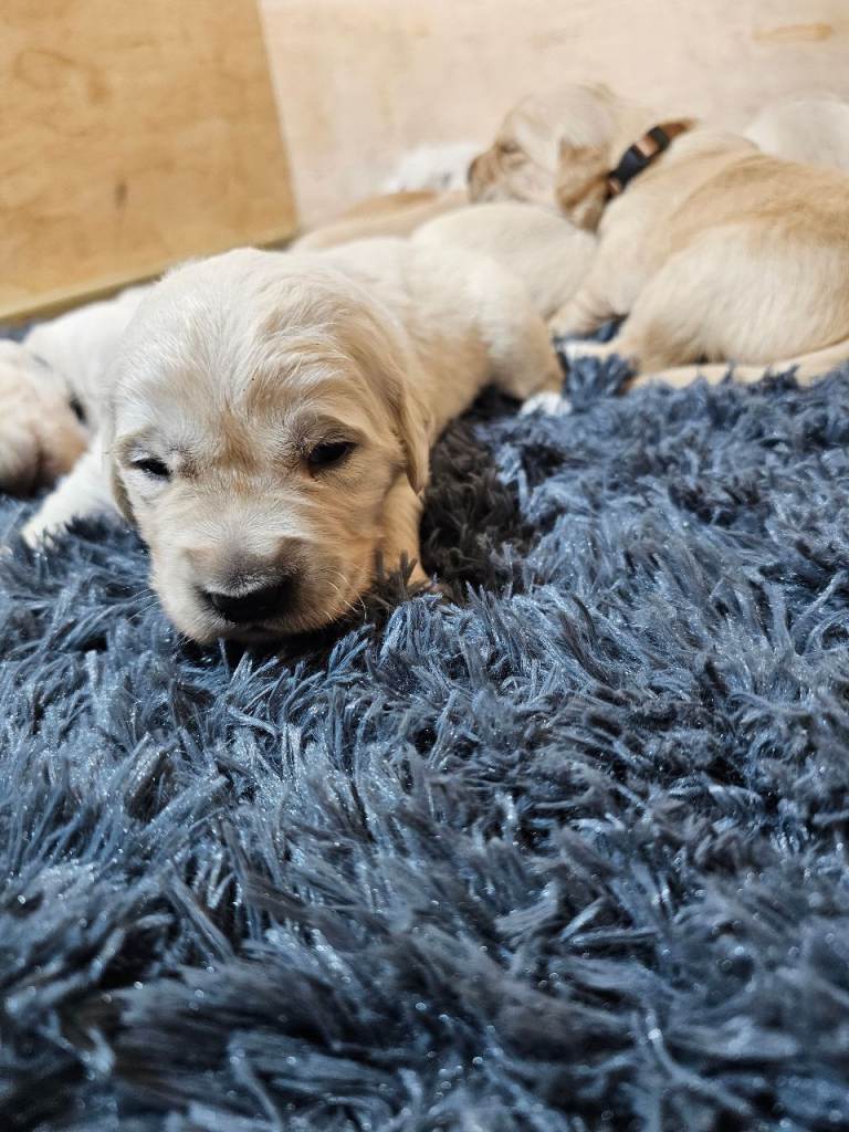 golden retriever puppy for sale