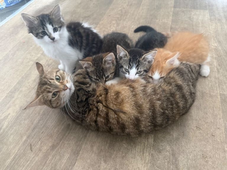 Stunning kittens 8 weeks old ready to leave 