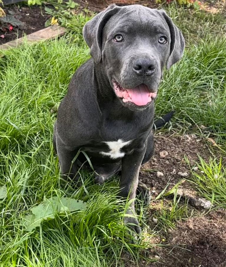 Cane corso puppies 