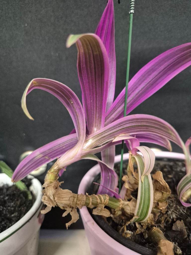 House plant 