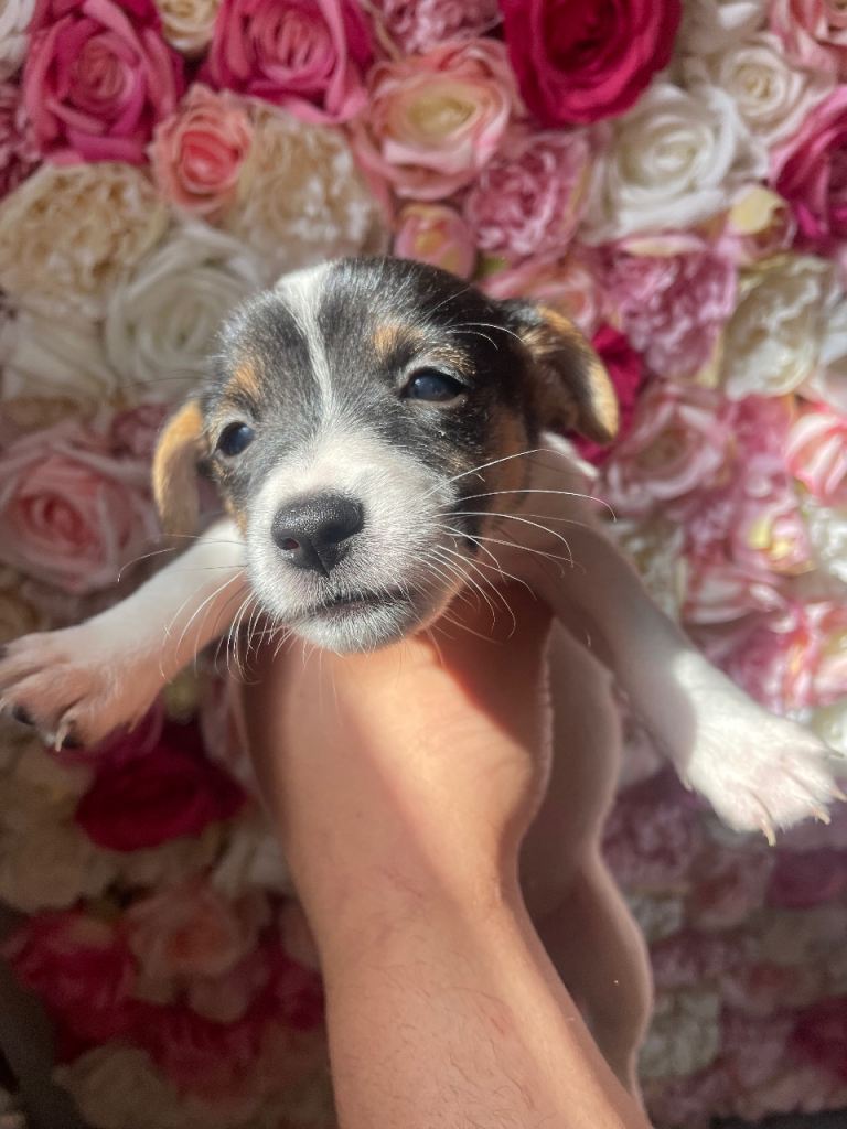 Jack Russell puppys