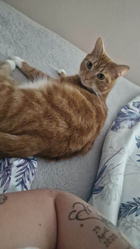 2 cats female