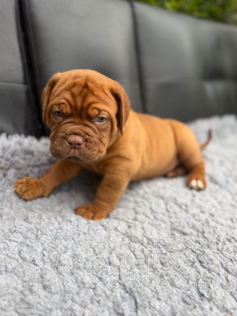 KC Registered Dogue de Bordeaux Puppies with champions