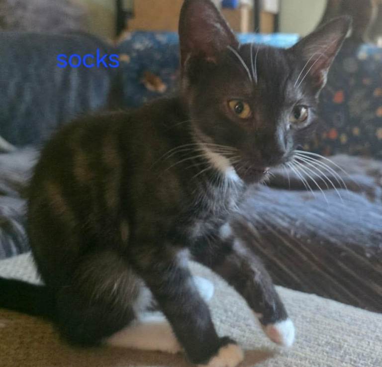 Stunning Bengal X Tabby Kittens – 
