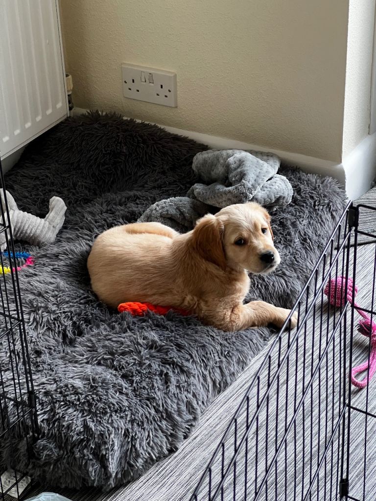 Golden Retriever Puppy