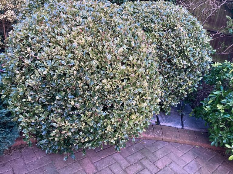 Variegated Soft leaf holy bushes 4ft high 4ft round 
