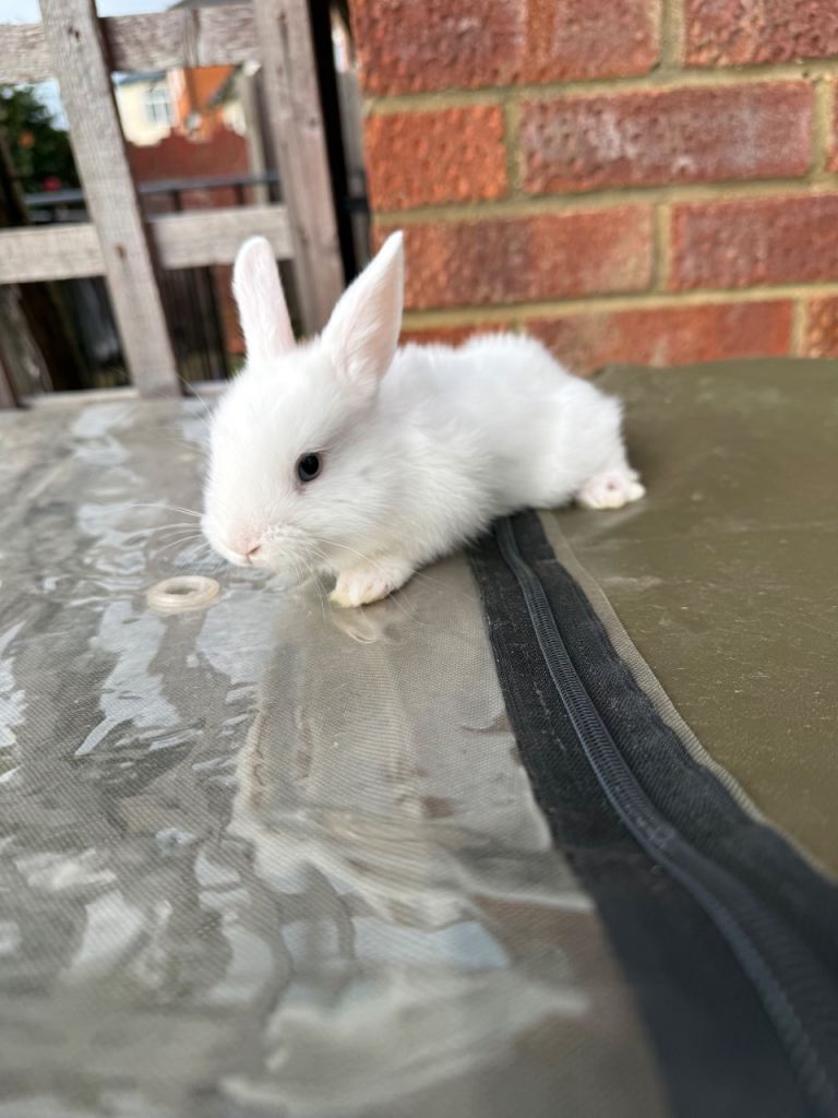 Baby bunny’s for sale 