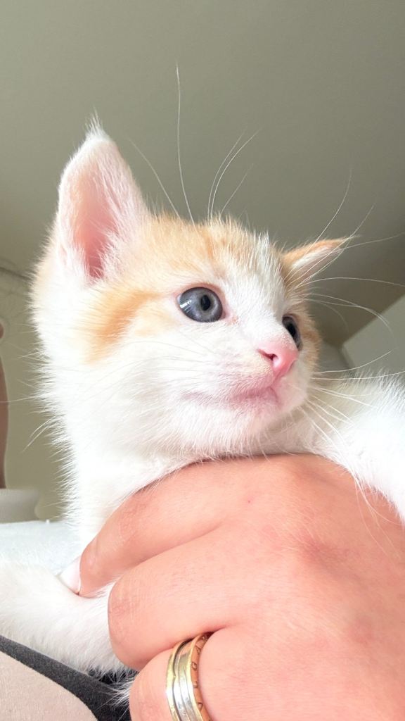 Male ginger kitten 