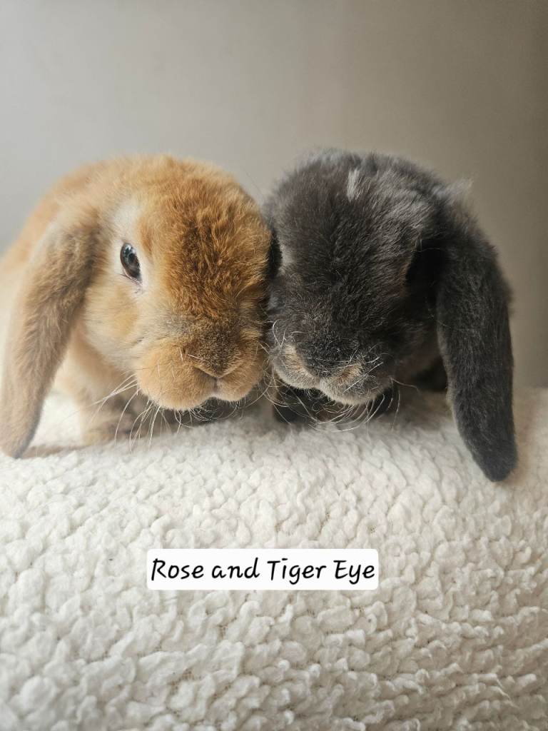  Mini Plush Lop