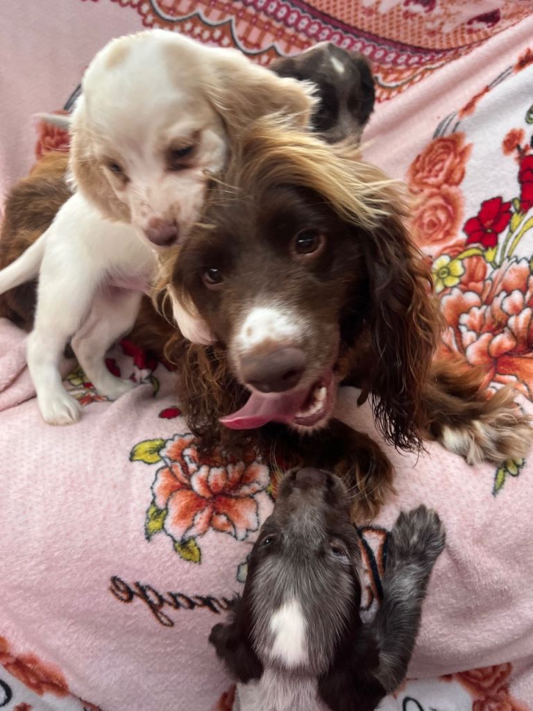 Cocker spaniel 
