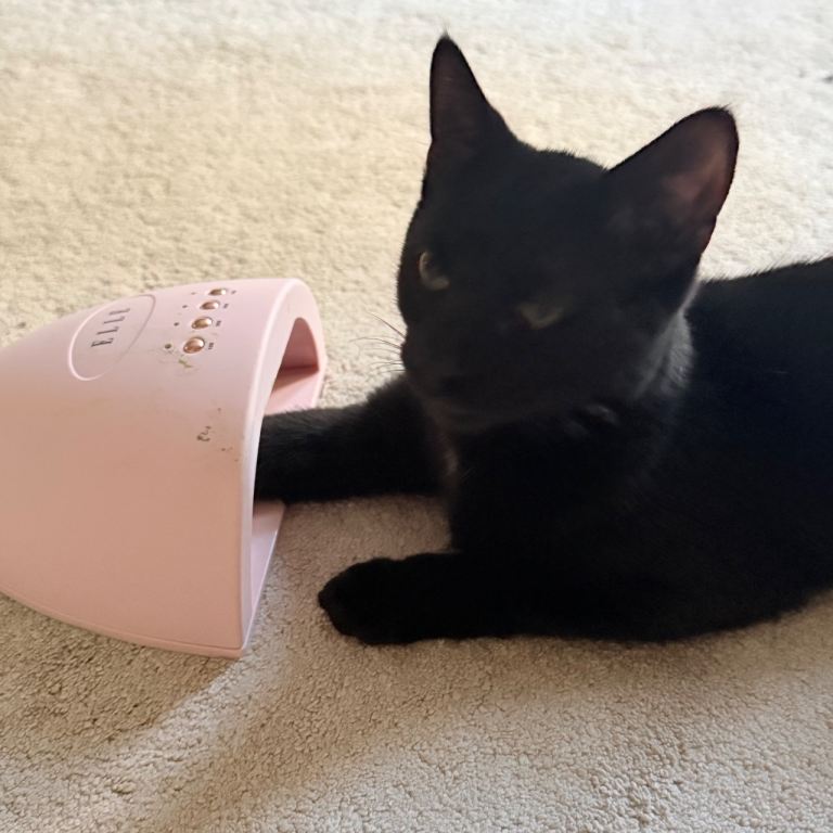 Black cat 