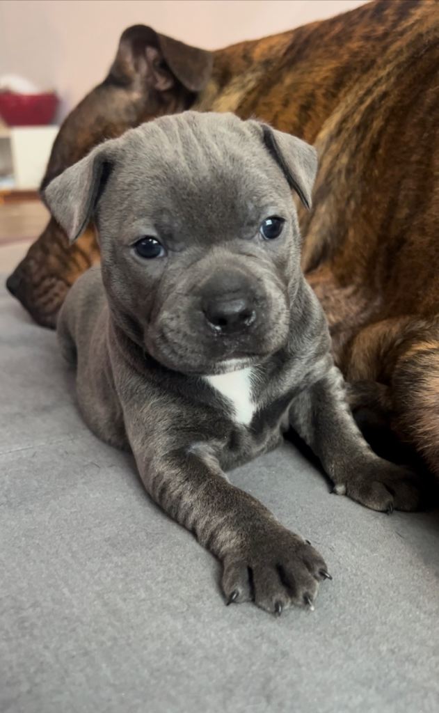 Staffordshire bull terrier puppies 