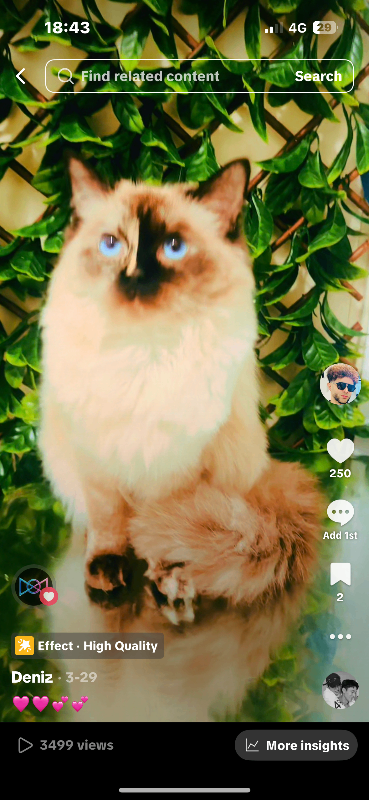 Ragdoll 