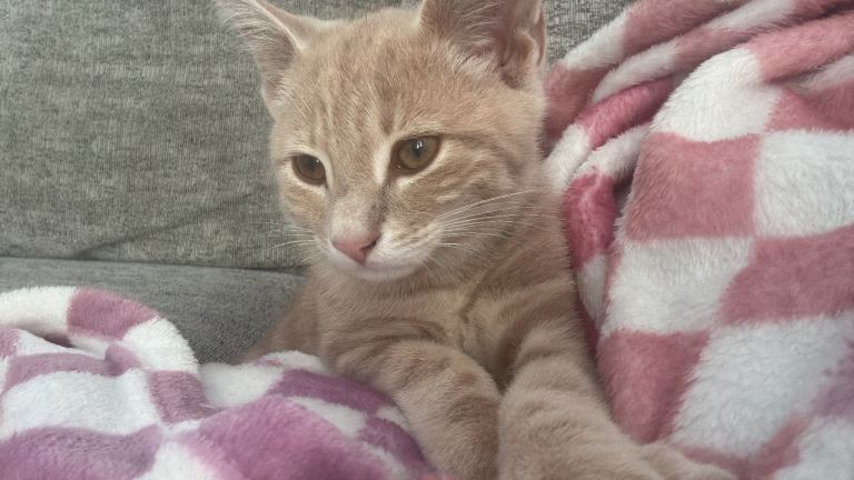 12 week old beautiful male kitten 