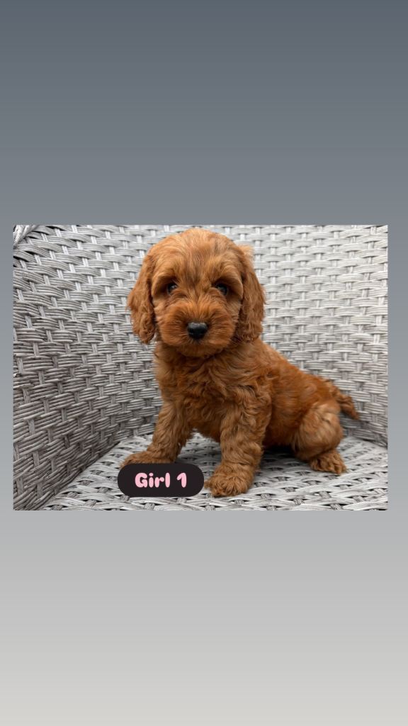 Beautiful Cockapoo Puppies 