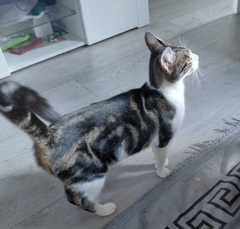 Female cat 