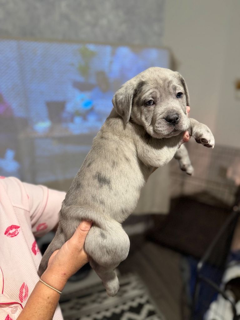 CANE CORSO PUPS READY NOW £1500