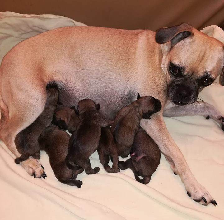 Pug Litter for sale