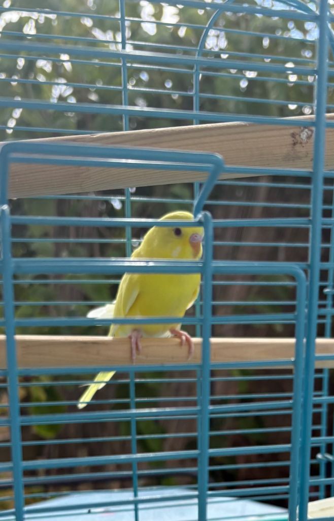 4 Yellow Budgies For Sale 