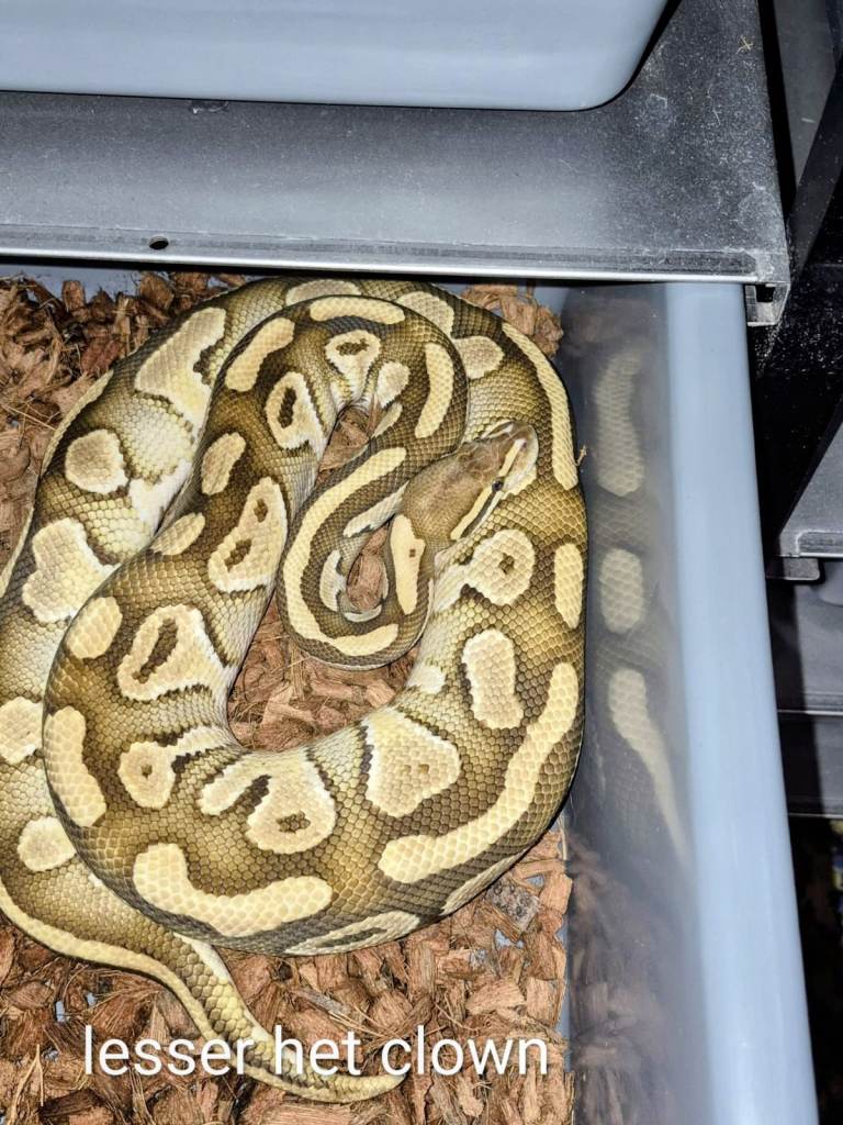 pythons and reptibator all for £100