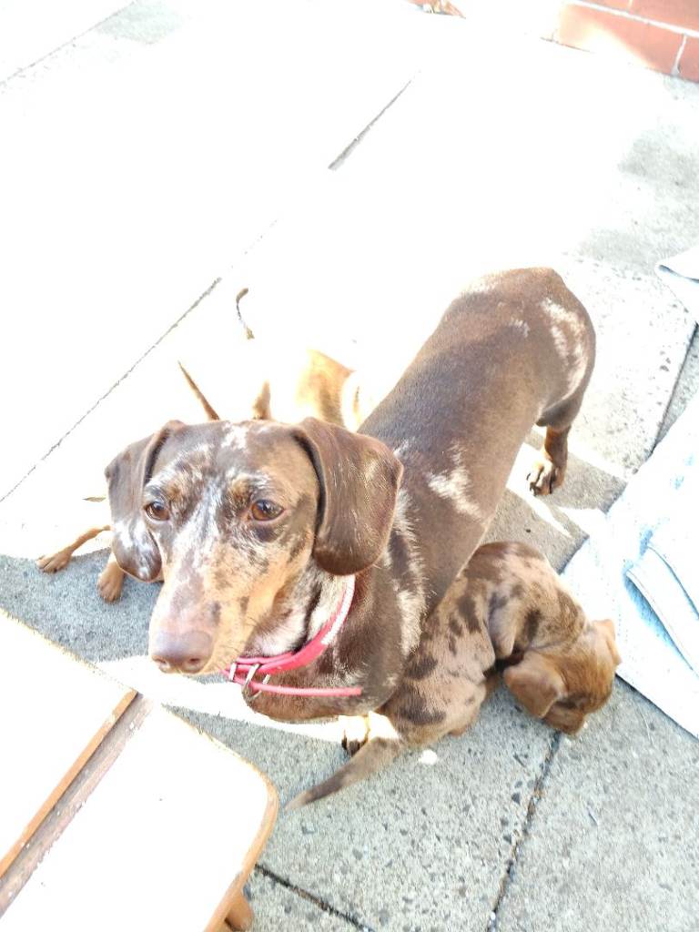 Miniature dachshund mixed with Patterdale puppies for sale 