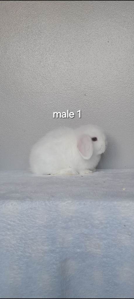 Purebred mini lop rabbits ready now 