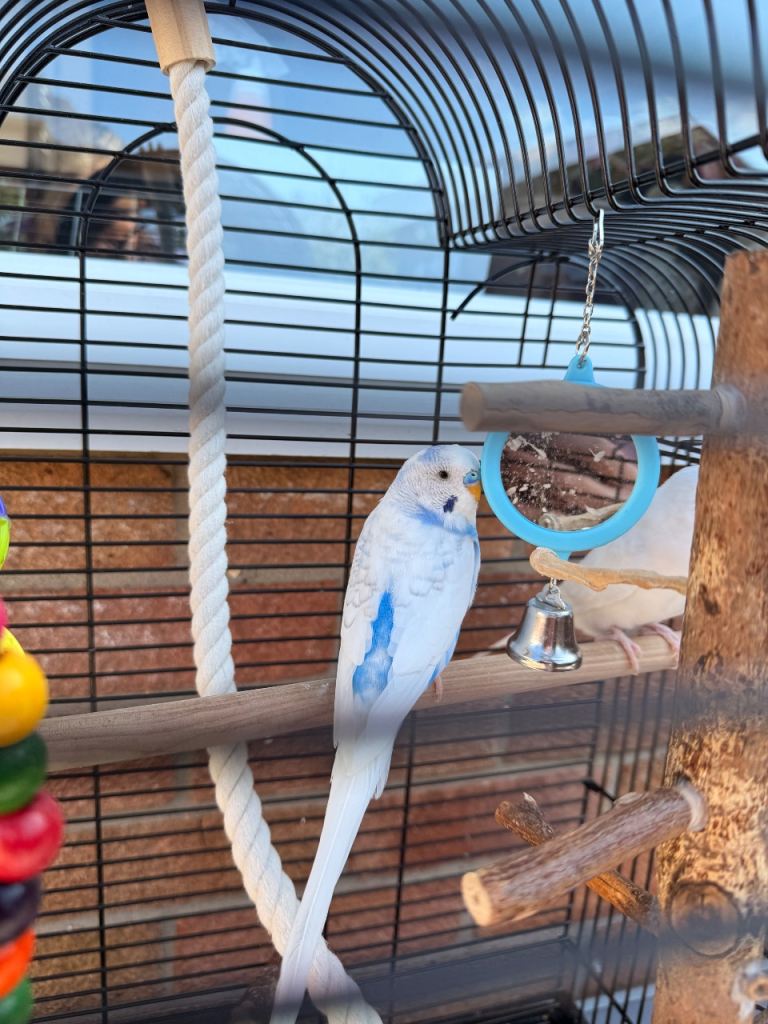 Beautiful Budgies + Full Setup for Sale
