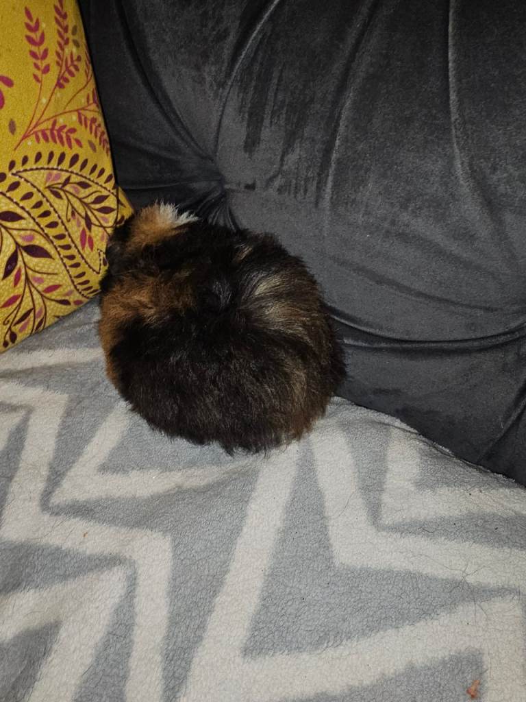 Male funky haired guinea pig 8 weeks old