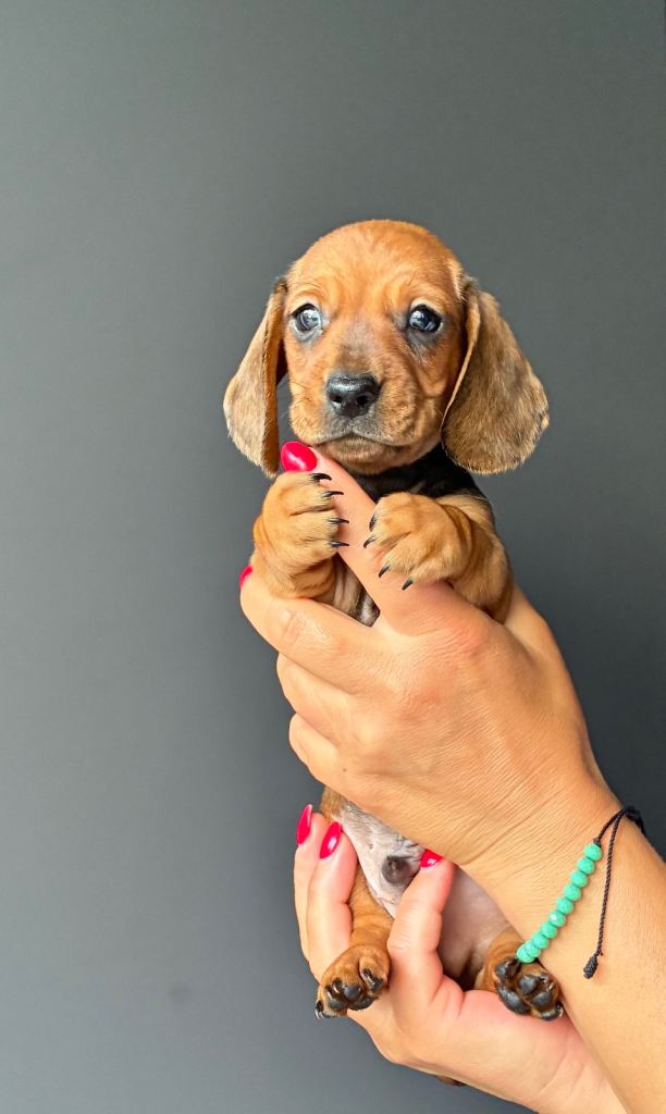 Mini dachshund miniature 