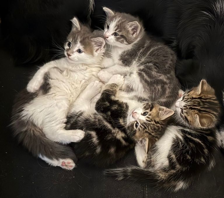 4 adorable fluffy kittens £250 each