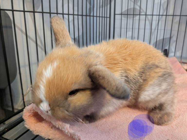 Mini lop 