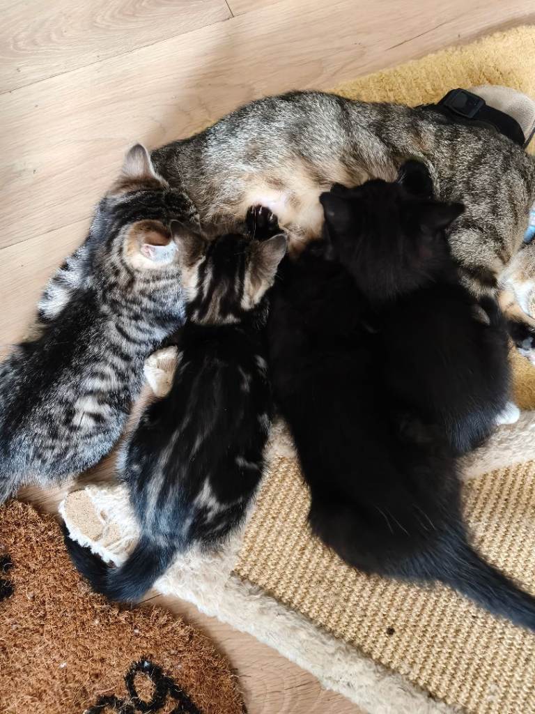 Cute kittens for sale 