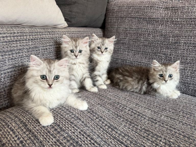 Stunning Long Haired Chinchilla Ragdoll X Persian Kittens