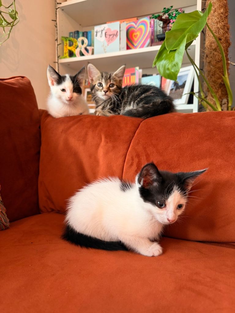 Kittens for sale