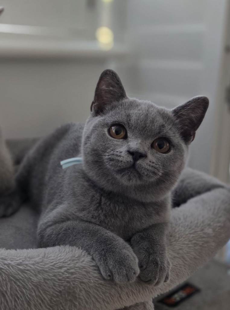Beautiful full breed British Shorthair kitten available 