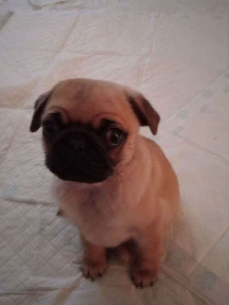 Puppy pug