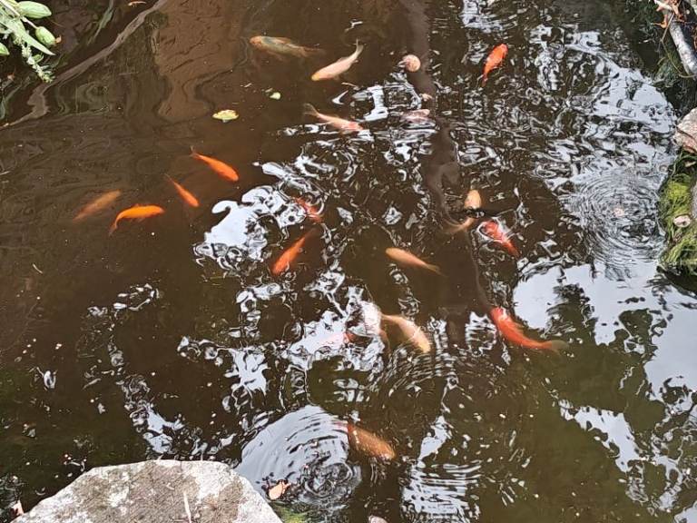 Assorted 8-9cm goldfish for sale
