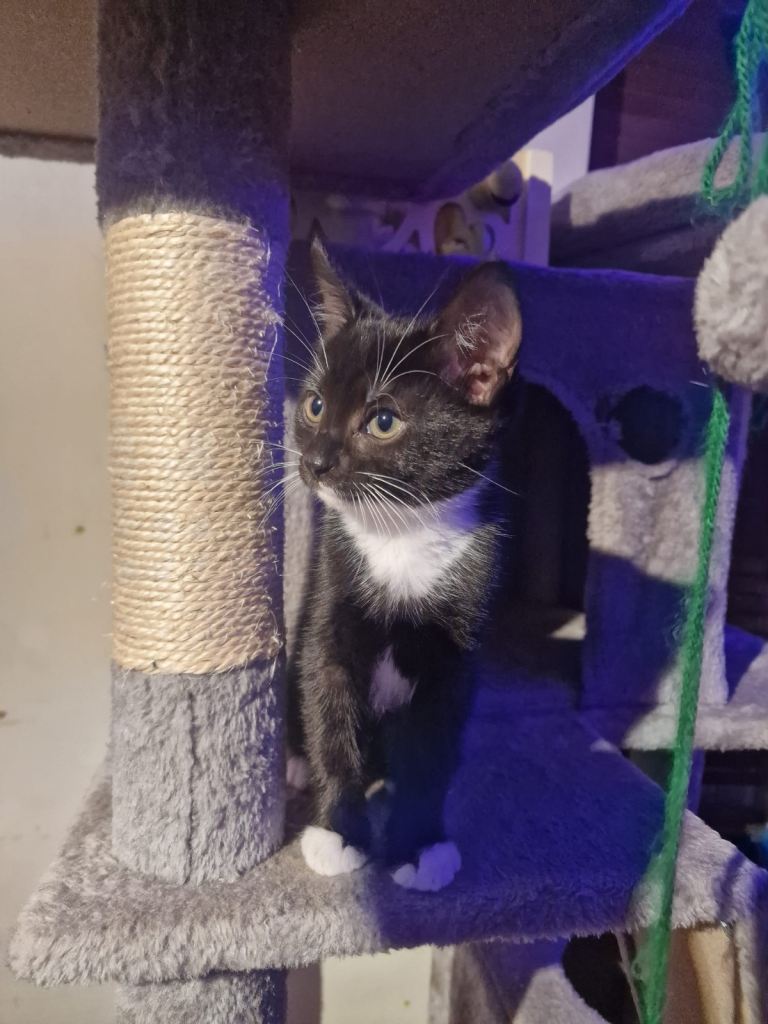 5 beautiful kittens 